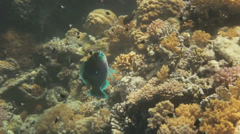 Parrot fish getting cleaned 動画素材 22694516