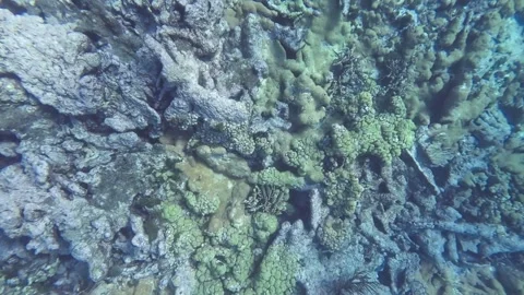 Parrot fish hiding inside coral reef in Caribbean Sea, underwater top view Video stock 279070985