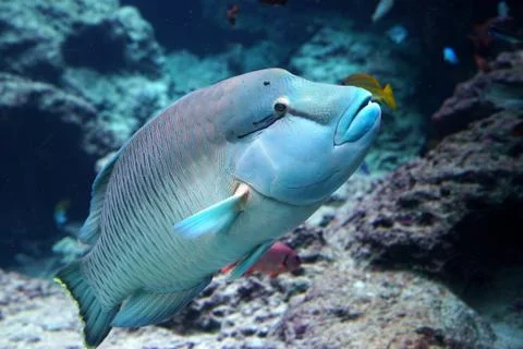 Parrot fish in the ocean in okinawa japan island coral luxury travel adventure Stock Photos