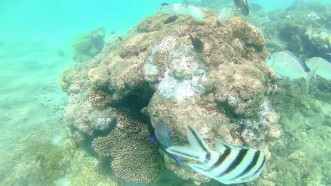 Parrot fish, perch, carp swim around the bright colorful coral reef in the .. 写真素材