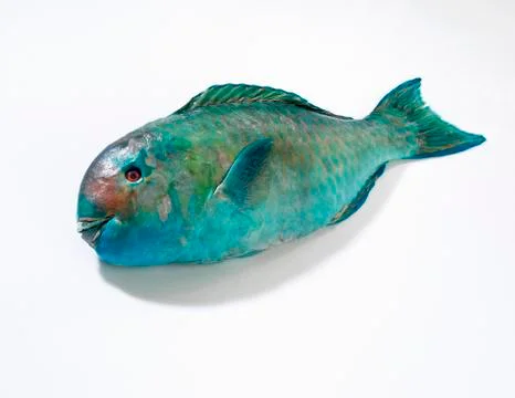 A parrot fish Stock Photos