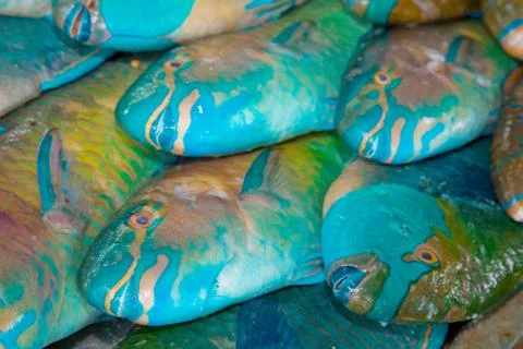 Parrot fish Stock Photos