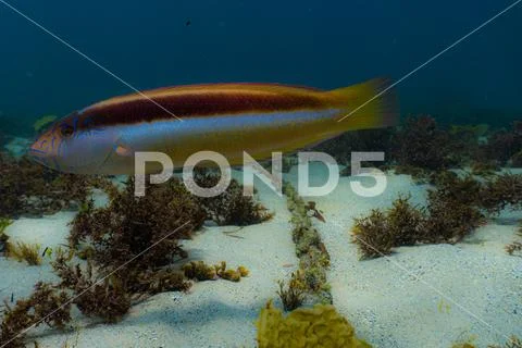 Parrot fish Stock Photos