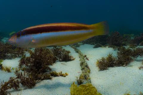 Parrot fish Foto stock