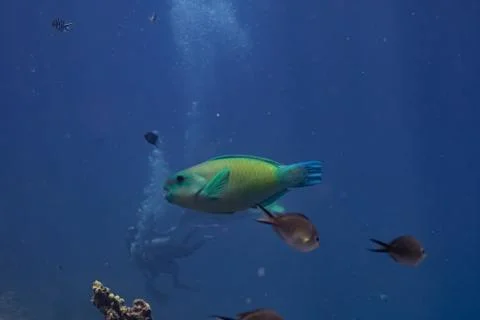 Parrot fish Stock Photos