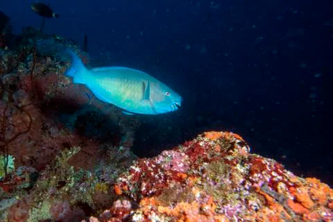 Parrot fish portrait while diving in indiam ocean of maldives close up Stock Photos