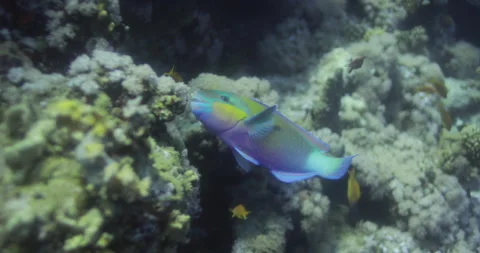 Parrot Fish in the Red Sea of Egypt Stock Footage 233662723