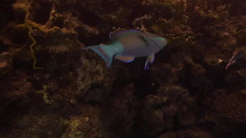 Parrot Fish in the Red Sea of Egypt Stock Footage 233946821