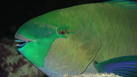 Parrot fish resting on tropical coral reef at night, close up shot Stock Footage 155438053