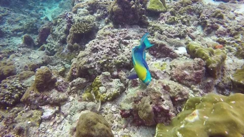Parrot fish seen during scuba diving Stock Footage 150949544