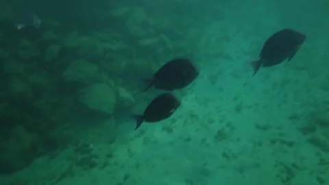 Parrot fish on a shallow Caribbean reef on the Dutch island of Curacao Video stock 118522133