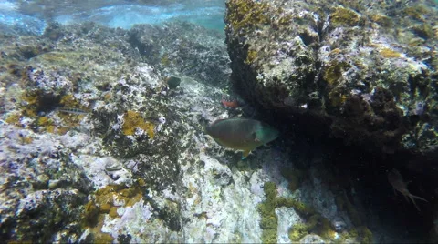 Parrot fish on shallow reef Video stock 67530807