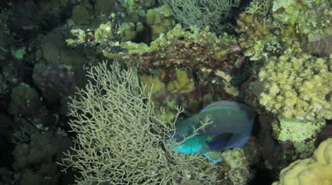 Parrot fish sleeping at night 動画素材 22702225