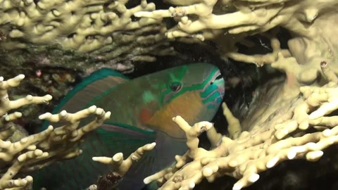 Parrot fish sleeping at night in mucus cocoon on tropical coral reef Stock Footage 155438066