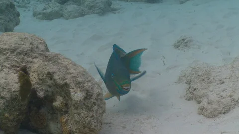 Parrot fish smiling underwater Stock Footage 127917320