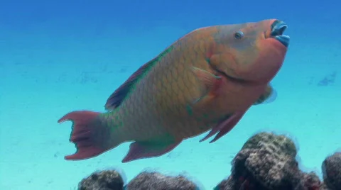 Parrot fish swimming against blue Stock Footage