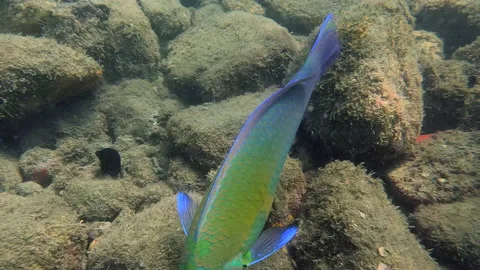 Parrot fish swims along ocean floor - close up Stock Footage 220692052