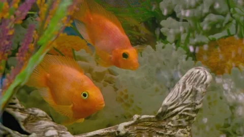 Parrot fish swims in the aquarium Stock Footage 180913775