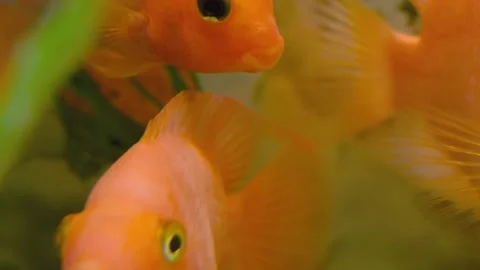 Parrot fish swims in the aquarium Stock Footage 180913784
