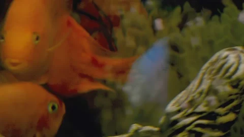 Parrot fish swims in the aquarium Stock Footage 180913863
