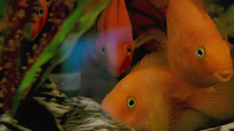 Parrot fish swims in the aquarium Stock Footage 180914064