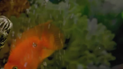 Parrot fish swims in the aquarium Stock Footage 180914130