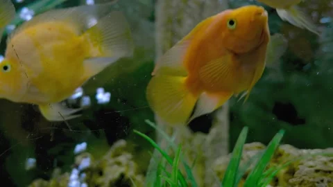 Parrot fish swims in the aquarium Stock Footage 180914406