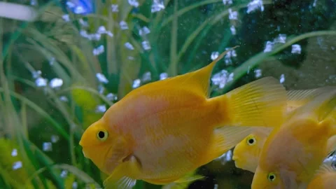 Parrot fish swims in the aquarium Stock Footage 180914602