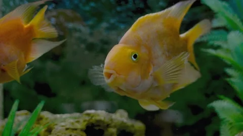 Parrot fish swims in the aquarium Stock Footage 180914707