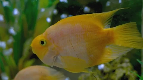 Parrot fish swims in the aquarium Stock Footage 180914775