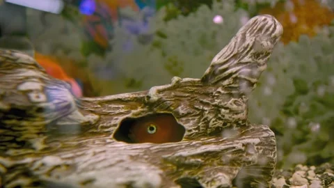 Parrot fish swims in the aquarium Stock Footage 180920049
