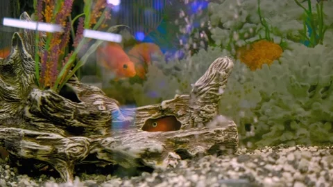 Parrot fish swims in the aquarium Stock Footage 180920179