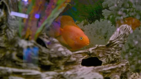 Parrot fish swims in the aquarium Stock Footage 180920246