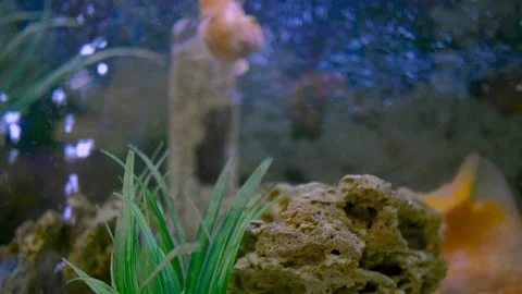 Parrot fish swims in the aquarium Stock Footage 180920546
