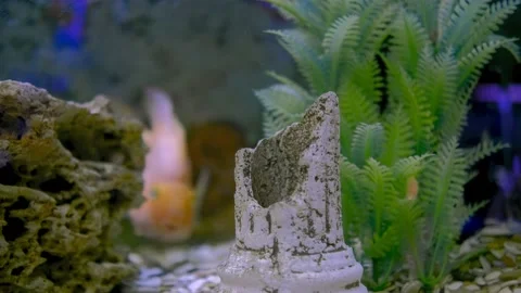 Parrot fish swims in the aquarium Stock Footage 180920734