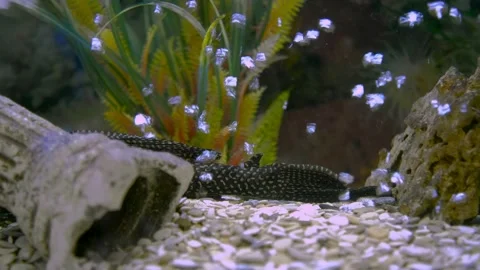Parrot fish swims in the aquarium Stock Footage 180920986