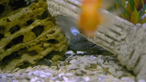 Parrot fish swims in the aquarium Stock Footage 180921531