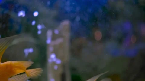 Parrot fish swims in the aquarium Stock Footage 180921673