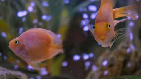 Parrot fish swims in the aquarium Stock Footage 180921702