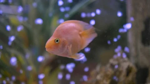 Parrot fish swims in the aquarium Stock Footage 180921952