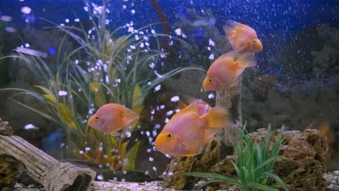 Parrot fish swims in the aquarium Stock Footage 180922198