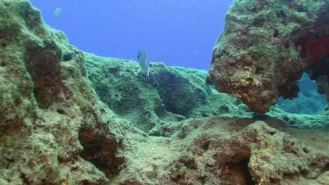 Parrot Fish Swims In Between Rocks Video stock 124011625