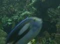A parrot fish swims by close up Video