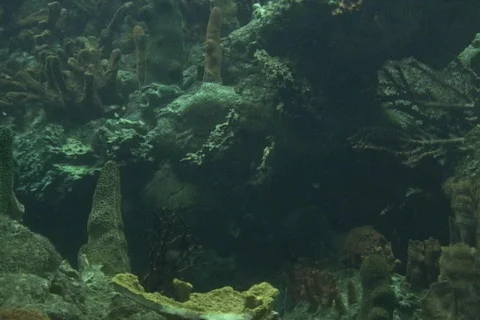 A parrot fish swims by close up Video stock 281766