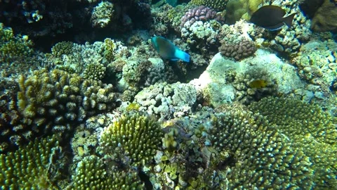 Parrot fish swims Stock Footage 167661286