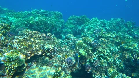 Parrot fish swims in the sea Stock Footage 167611214
