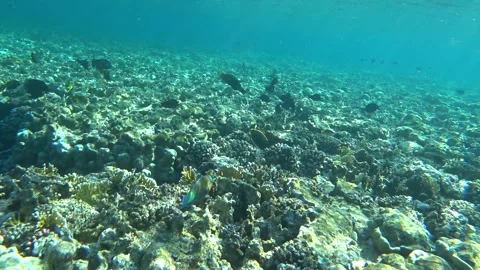 Parrot fish swims in the sea Stock Footage 167662029