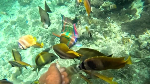 Parrot fish taking bread directly from human hand Stock Footage 318575599