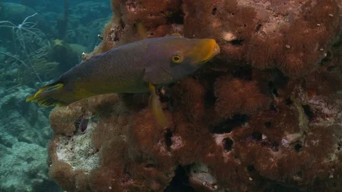 Parrot fish terminal phase Stock Footage 127912364