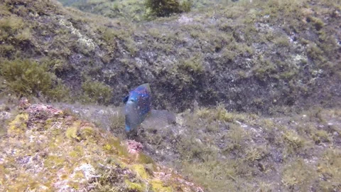 Parrot fish underwater in Atlantic ocean. Stock Footage 140414824